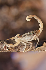 yellow scorpion, Buthus occitanus