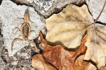 yellow scorpion, Buthus occitanus