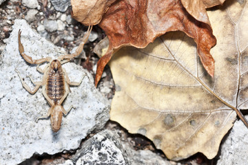 yellow scorpion, Buthus occitanus
