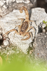 yellow scorpion, Buthus occitanus