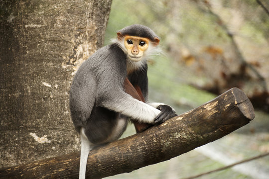 Red-shanked douc langur on the tree