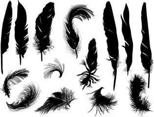 fourteen black feathers silhouettes on white