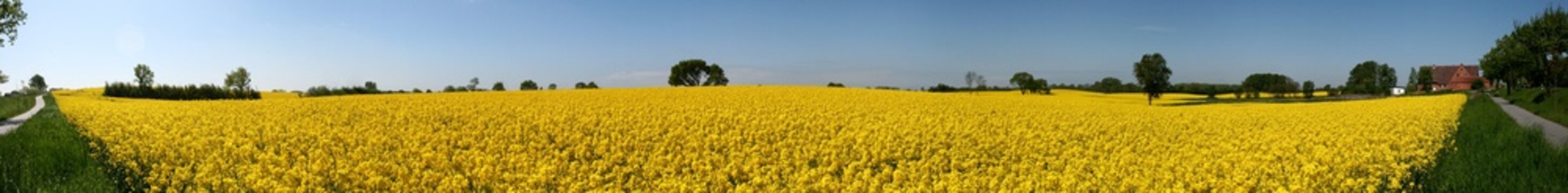 Rapsbl&uuml;te