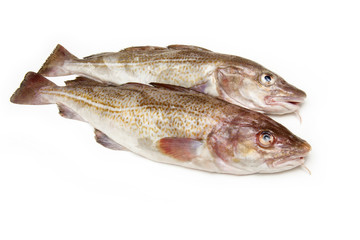 Couple of whole cod fish
