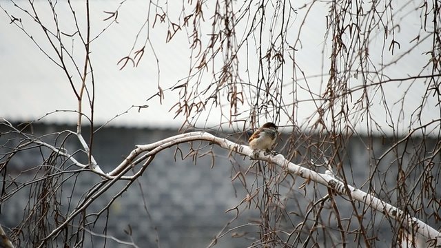Sparrow twitters on leafless birch tree
