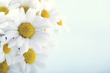 Fototapeta premium Bouquet of daisy flowers