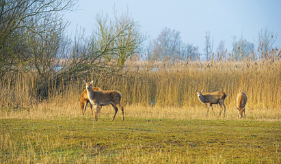 Naklejka premium Red deer grazing in a field near a lake