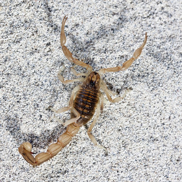 yellow scorpion, Buthus occitanus