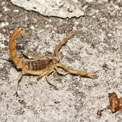 yellow scorpion, Buthus occitanus
