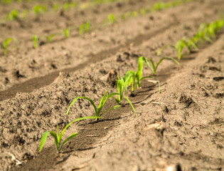 Green corn maize field in early stage