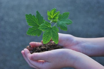 A sprout on a hand
