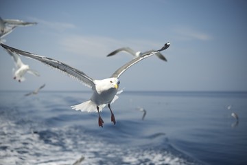 北海道積丹のカモメ