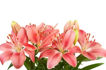 Lily flower isolated on white background