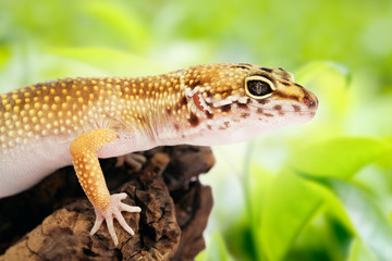 Gecko sitting on a branch