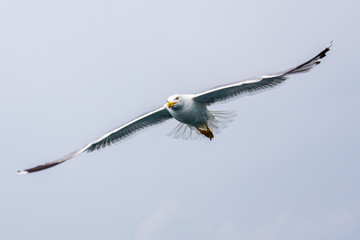 Sea gull