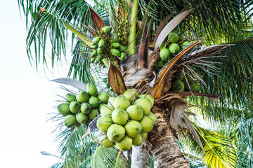 Coconut tree