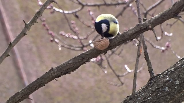 Tit eating a nut