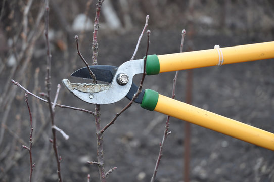 Scissors is cutting branches from reinette simirenko apple tree