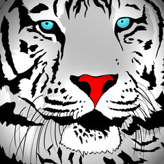 White Tiger Portrait