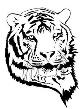Tiger Portrait