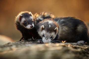 Ferrets on bole in spring park