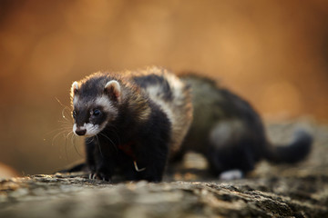 Ferrets on leash posing on bole