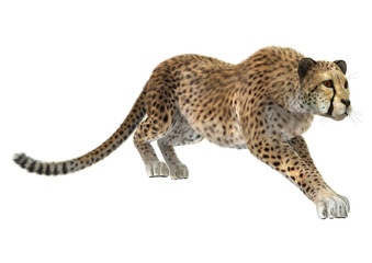 Cheetah