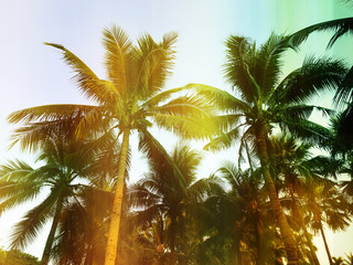 Fototapeta na wymiar Palm trees at tropical outdoor, vintag style