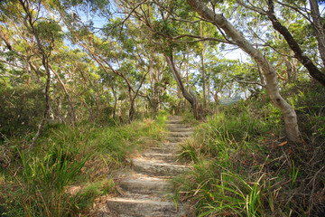 Fototapeta na wymiar Bushwalking in Jervis Bay National Park