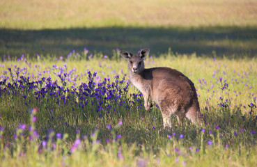 Kangourou dans un champ de brousse fleurie