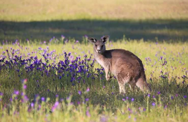 Fotobehang Kangoeroe Kangoeroe in een veld vol bloeiende bushland