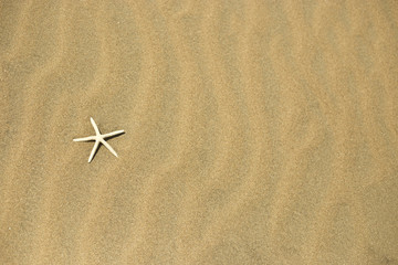 one starfish in the sand