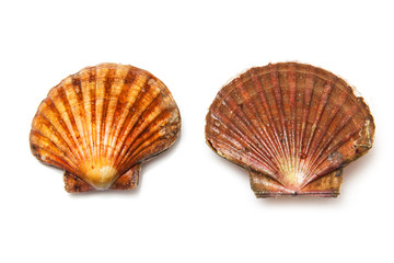 Scallops