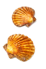 Scallops