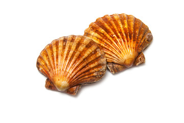 Scallops