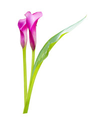 beautiful calla lily isolated