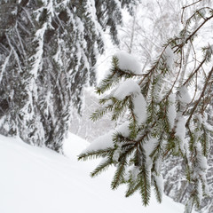 Magical winter forest