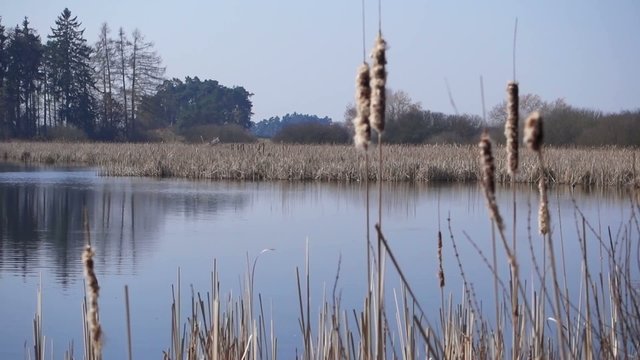 Reeds in the wind on the shore of the pond