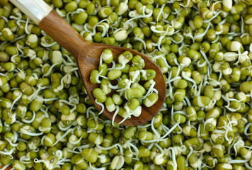 Sprouted mung beans in wooden spoon