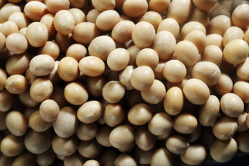 Soy Beans