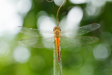 Dragonfly on leaf