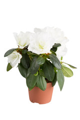 blossoming white mini-azalea