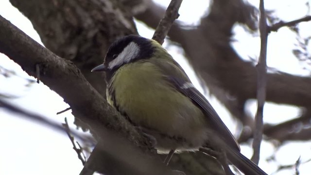 Tit on a tree