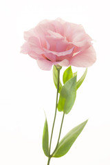 Fresh pink rose on white background