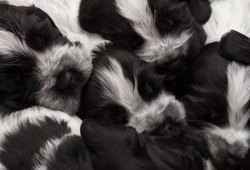 English Cocker Spaniel Puppies.
