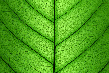 Green Leaf cell structure background - macro texture