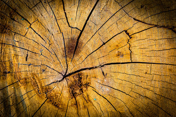 tree stump texture