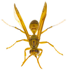 guêpe polistes hebraeus, île de la Réunion