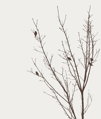 birds on a tree