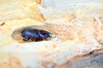 コクワガタのメス